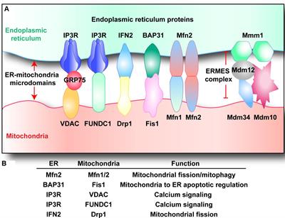 ER–Mitochondria Microdomains in Cardiac Ischemia–Reperfusion Injury: A Fresh Perspective